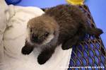 Can You Own a Sea Otter?