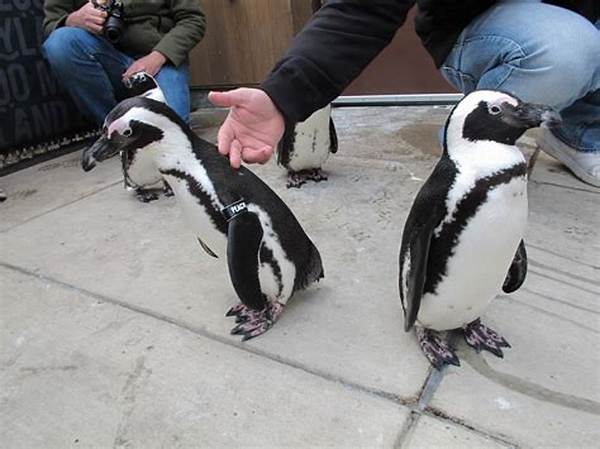 Can You Pet Wild Penguins?