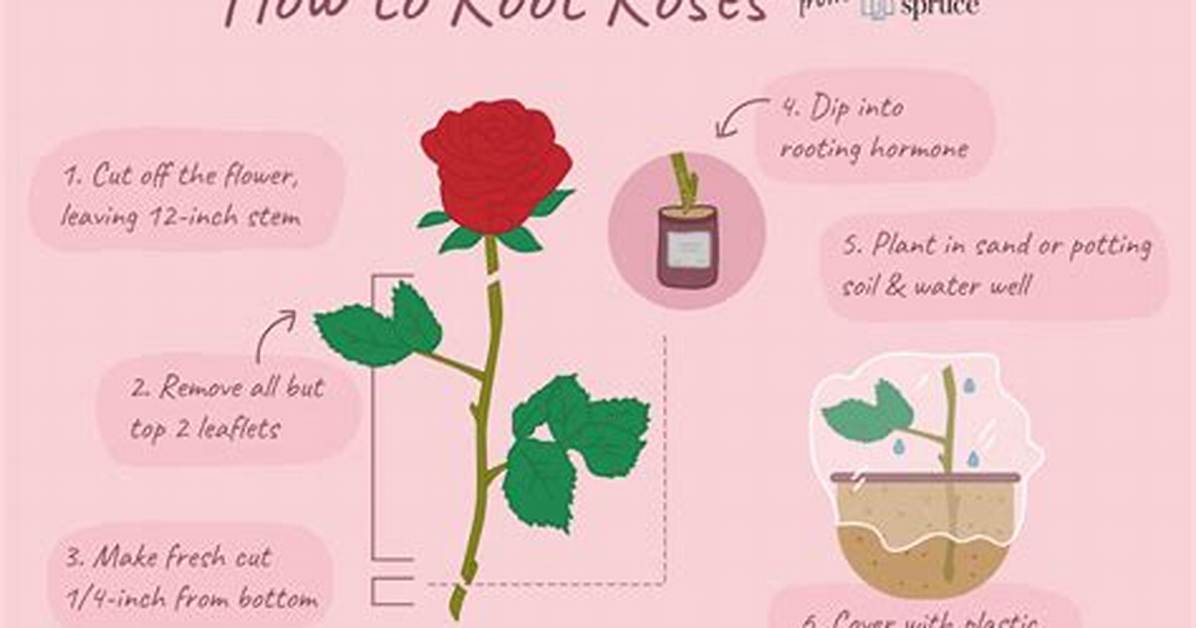 Can You Plant Stemmed Roses?
