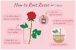 Can You Plant Stemmed Roses?