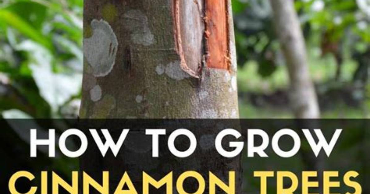 Can You Put Cinnamon on Plants?