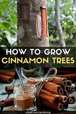 Can You Put Cinnamon on Plants?