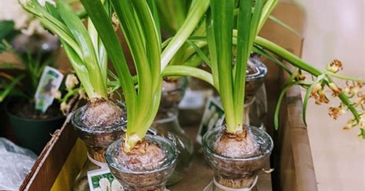 Can You Replant Hyacinth Bulbs?