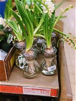 Can You Replant Hyacinth Bulbs?