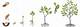 Can You Root Pecan Trees from Cuttings?