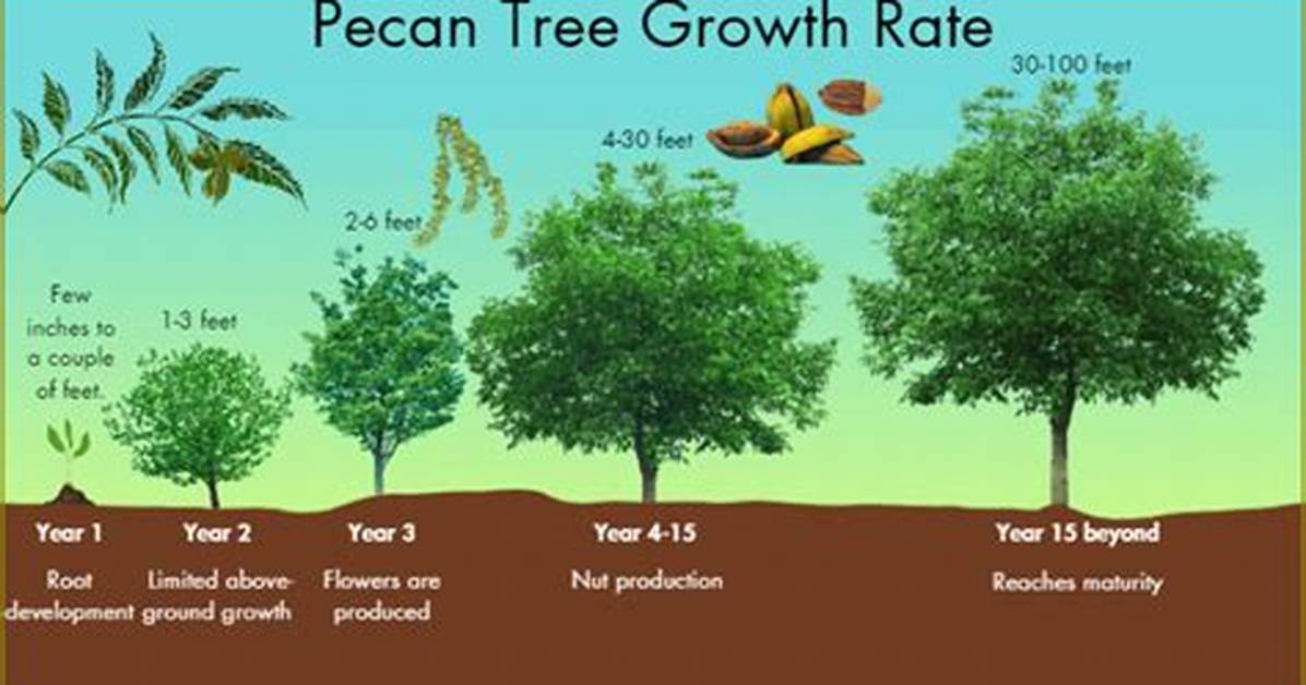 Can You Root Pecan Trees From