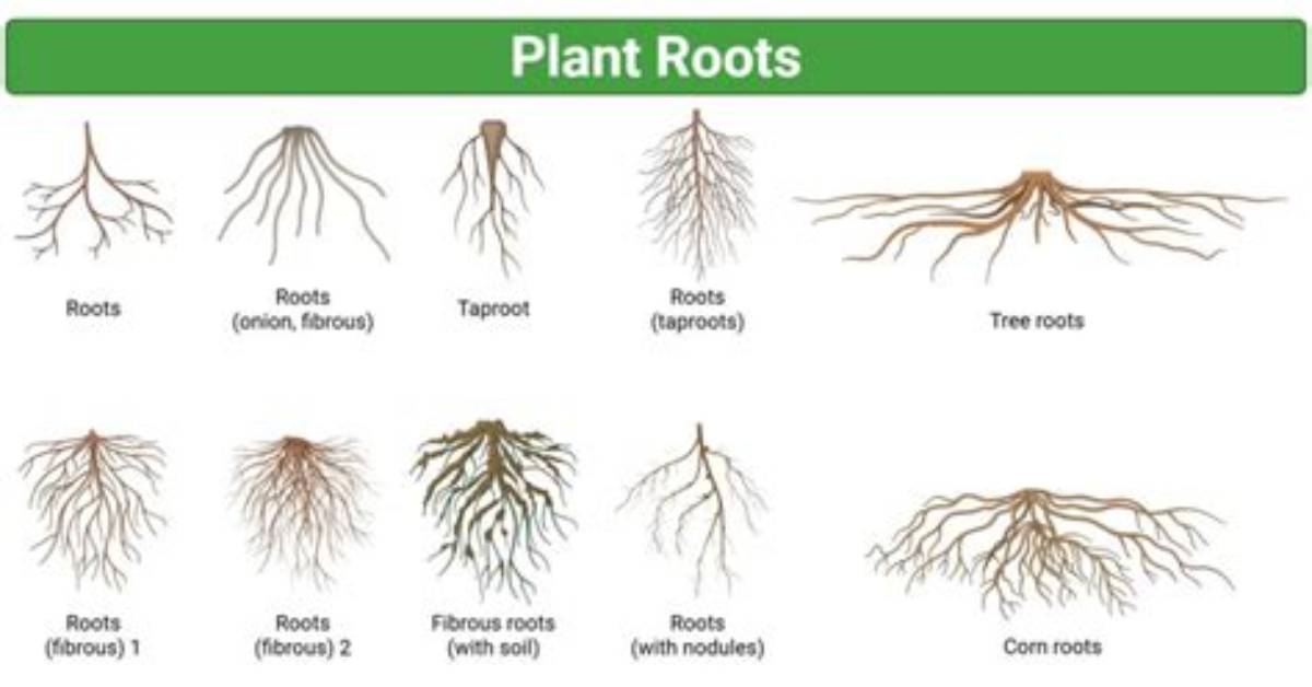 Can You Root