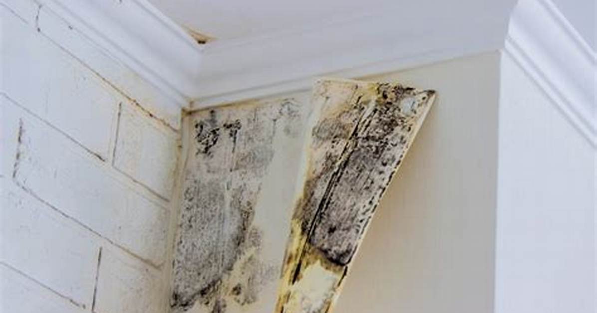 Can You Smell Mold in Walls?