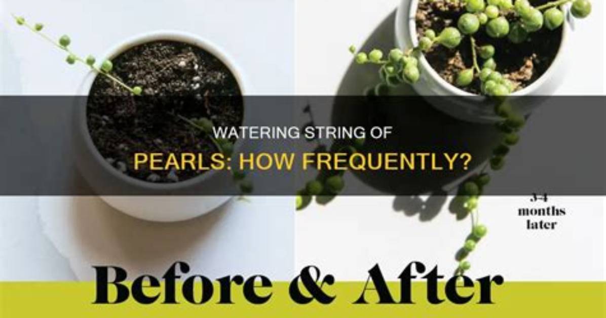 Can You Soak Pearls in Water?