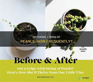 Can You Soak Pearls in Water?