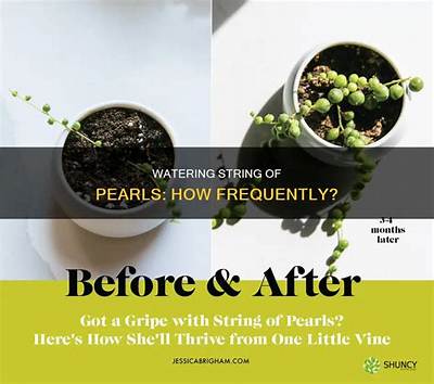 Can You Soak Pearls in Water?