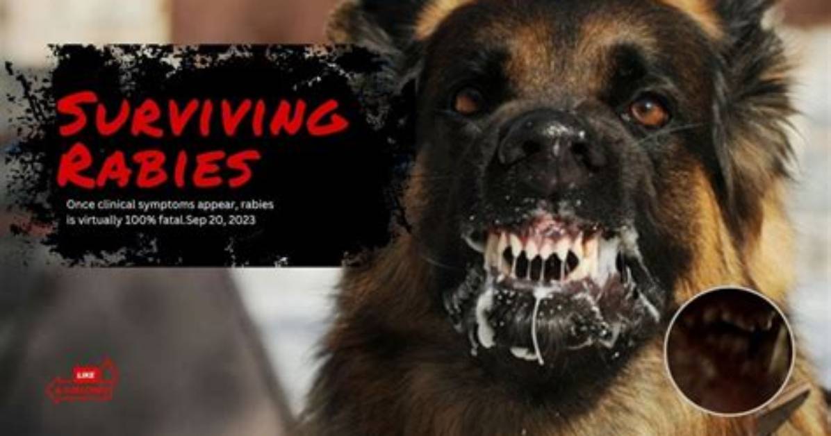 Can You Survive Rabies?