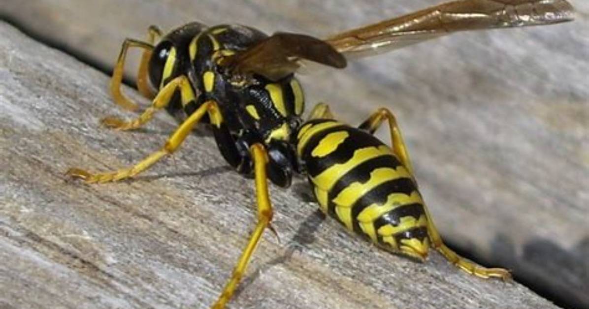 Can You Swat a Wasp?