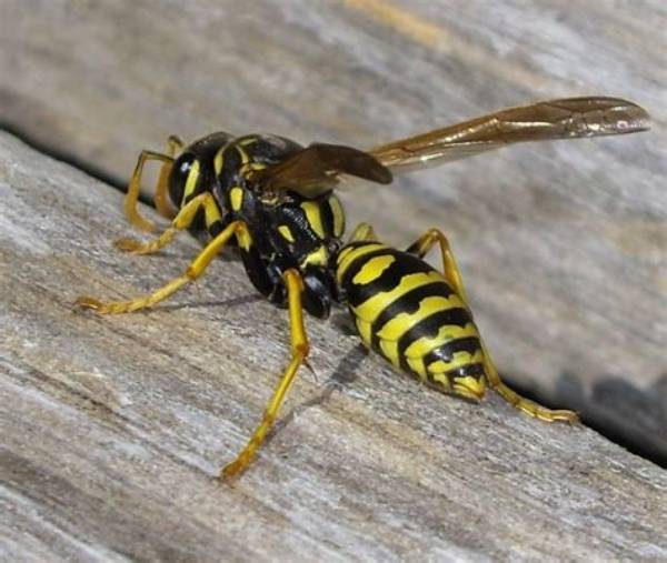Can You Swat a Wasp?