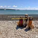 Can You Take Dogs to Mackinac Island?
