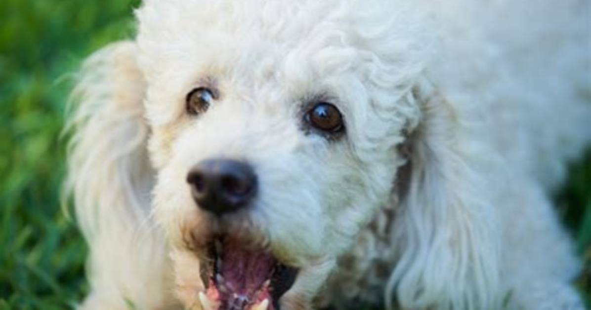 Can You Train Poodle Not to Bark?