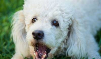 Can You Train Poodle Not to Bark?