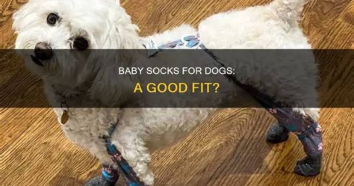 Can You Use Baby Socks on Dogs?