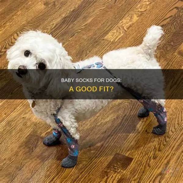 Can You Use Baby Socks on Dogs?