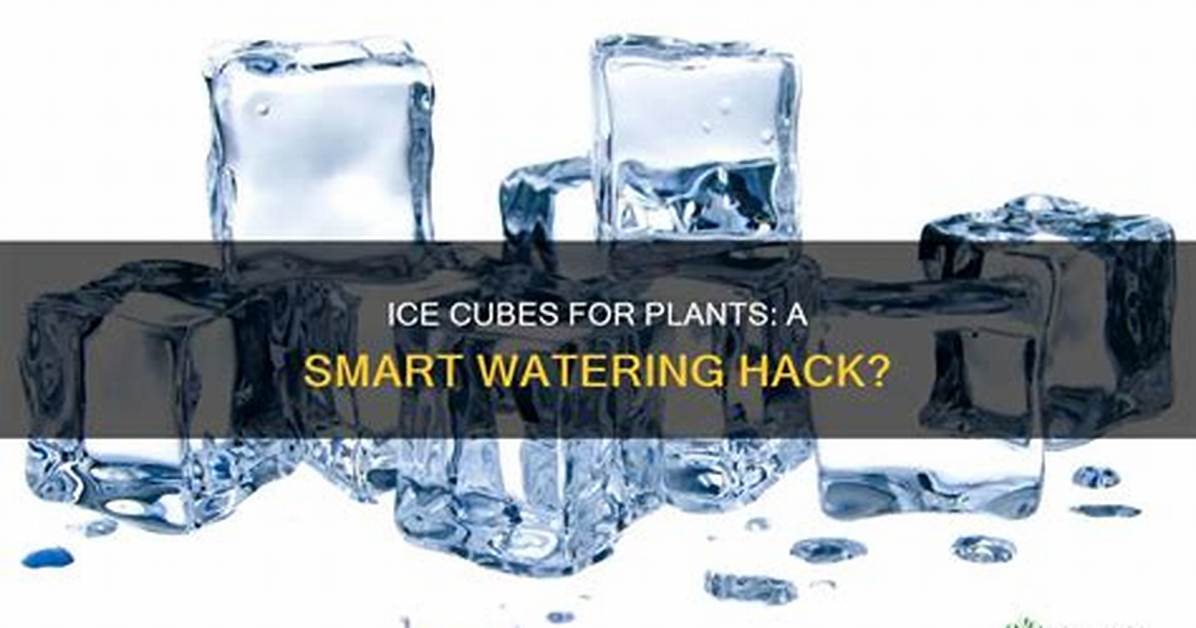 Can You Use Ice Cubes to Water Succulents?
