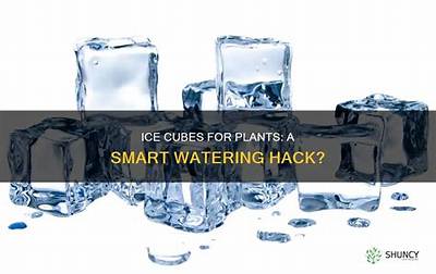 Can You Use Ice Cubes to Water Succulents?