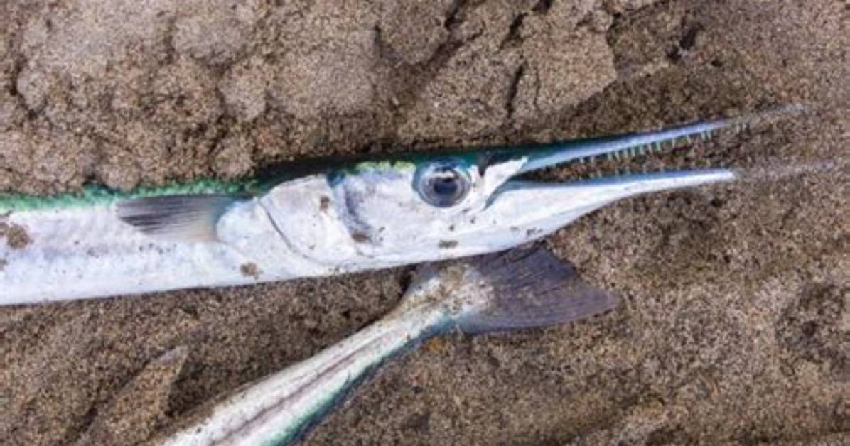 Can You Use Needlefish as Bait?