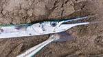 Can You Use Needlefish as Bait?