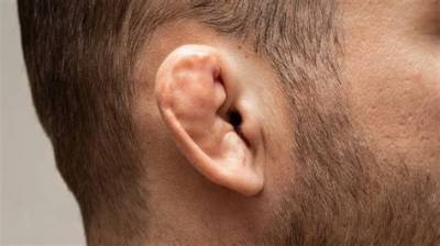 Can Your Ear Grow Back?