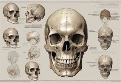 Can Your Skull Start to Separate?