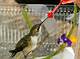 Care of an Injured Hummingbird