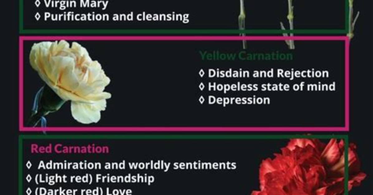 Carnation Flower Meaning Symbolism