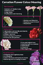 Carnation Flower Meaning Symbolism