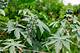 Castor Bean Plant Laws | Homesteady