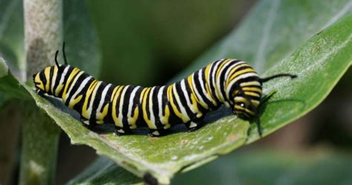 Caterpillar