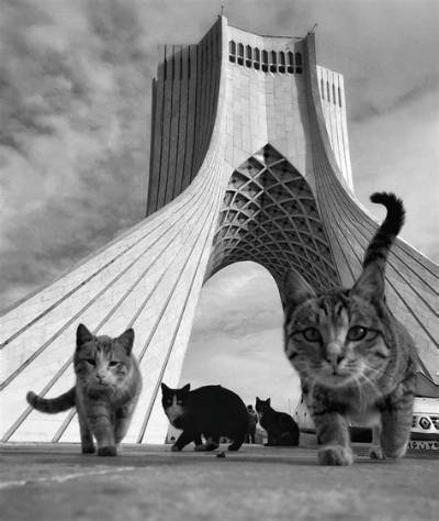 Cats in Iran: a Fascinating Look at Their Role in Iranian Culture and Society