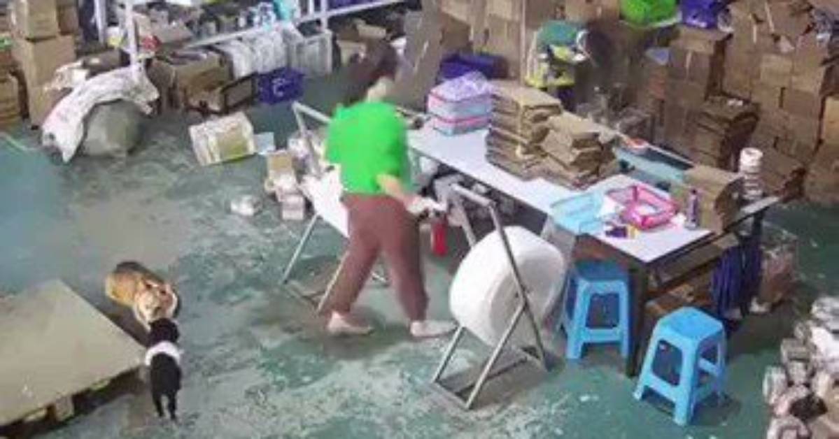 Cctv Idiots: Hilarious Twitter Fails!
