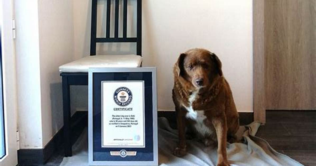 Celebrating Bobi, the World's Oldest Dog, on His Remarkable Birthday