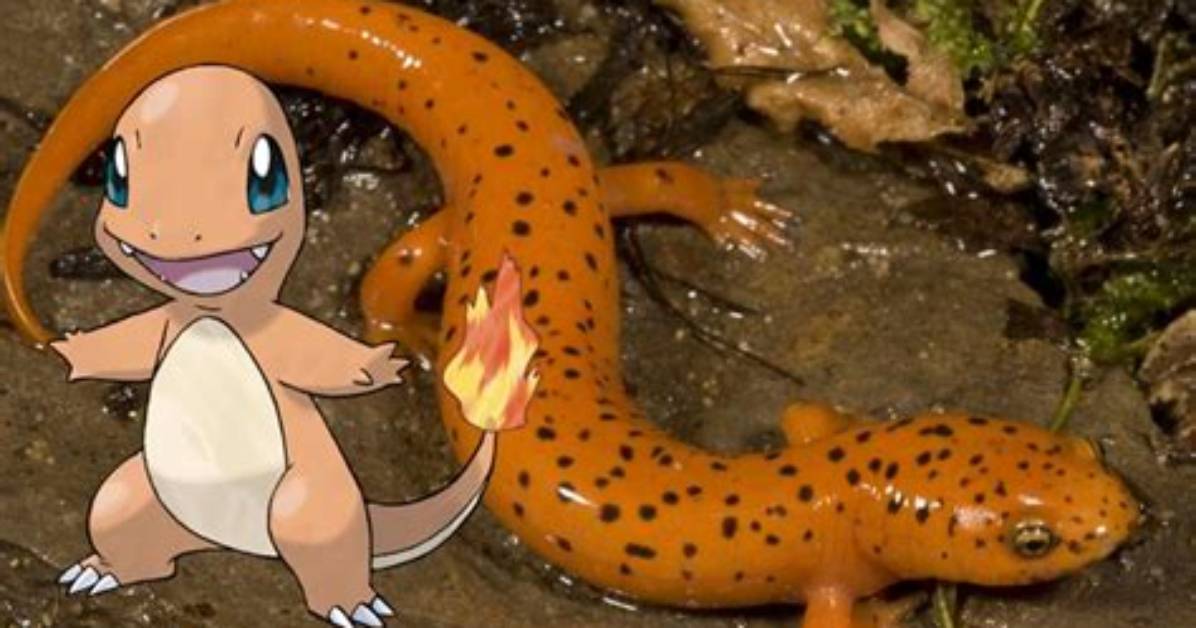 Charmander's Origins: Based on a Lizard