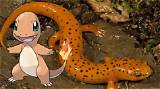 Charmander's Origins: Based on a Lizard