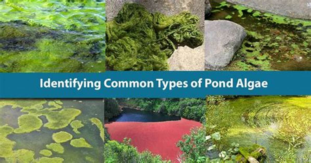 Common Types of Pond Water Algae
