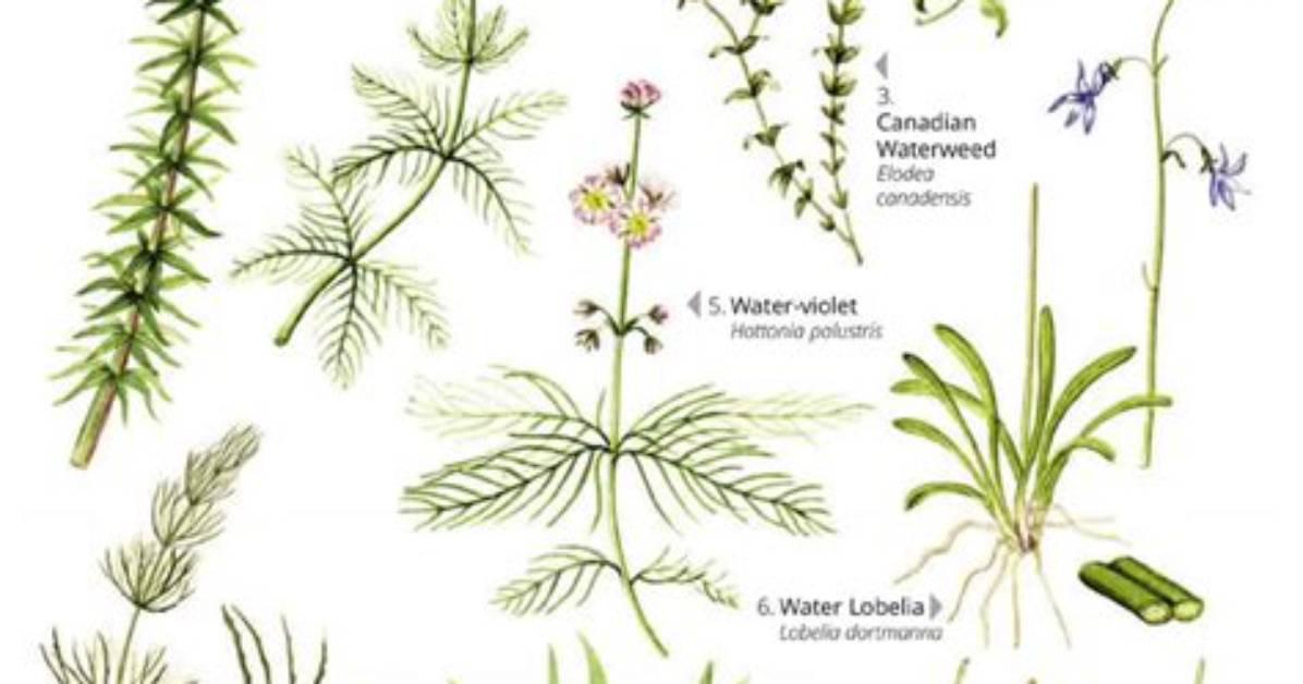 Common Types of Pond Water