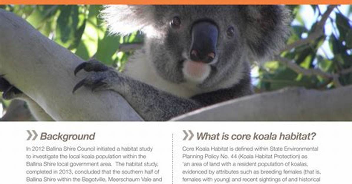 Comprehensive Guide to Koala Aids: an in-Depth Analysis