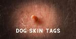 Comprehensive Guide to Skin Tags on Dogs: Pictures, Causes, and Treatment