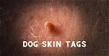 Comprehensive Guide to Skin Tags on Dogs: Pictures, Causes, and Treatment