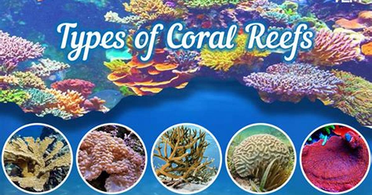 Coral Reefs Are a Type of What Biome