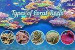 Coral Reefs Are a Type of What Biome