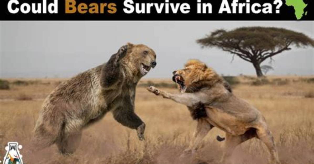 Could Bears Survive in Africa?
