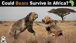 Could Bears Survive in Africa?