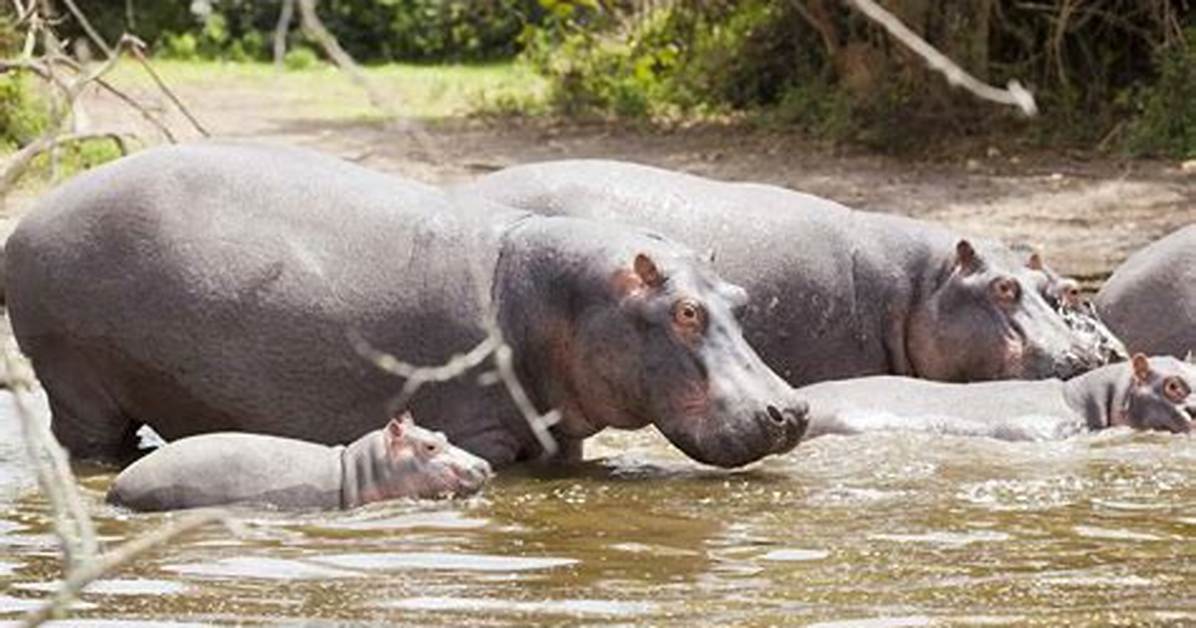 Could Hippos Live in Florida?