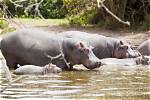Could Hippos Live in Florida?